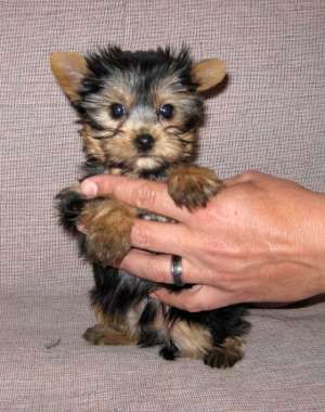 Vand catei yorkshire terrier