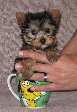 Vand catei yorkshire terrier