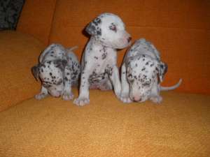VIND  5 PUI RASA DALMATIAN FOARTE JUCAUSI