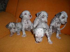 VIND  5 PUI RASA DALMATIAN FOARTE JUCAUSI