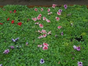 Flori de gradina calitate superioara