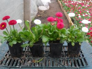 Flori de gradina calitate superioara