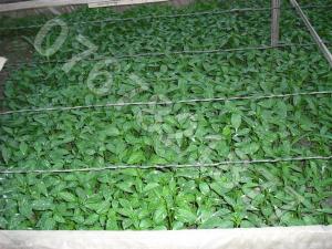 Vand rasaduri de legume