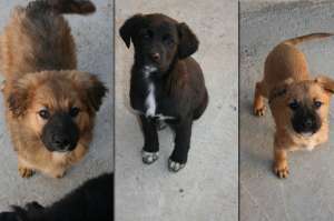 ADOPTIE CATEI PENTRU CURTE