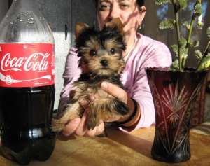 Vand catei yorkshire terrier DE 8 SAPTAMANI