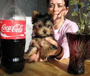 Vand catei yorkshire terrier DE 8 SAPTAMANI