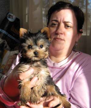 Vand catei yorkshire terrier DE 8 SAPTAMANI