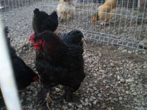BRAHMA NEGRU