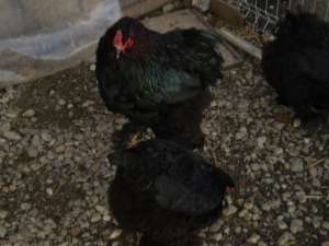 BRAHMA NEGRU