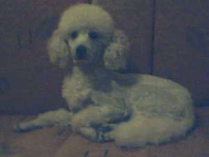 Caniche(poodle) alb Negociabil