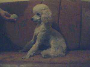 Caniche(poodle) alb Negociabil