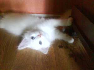 vand pui angora turceasca