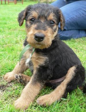 VIND CINI JAGD TERRIER SI COPOI ARDELENESC  FOARTE BUNI LA VANAT MARE MISTRET SI URS