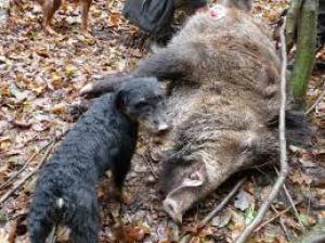 VIND CINI JAGD TERRIER SI COPOI ARDELENESC  FOARTE BUNI LA VANAT MARE MISTRET SI URS