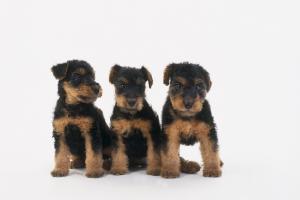 VIND CINI JAGD TERRIER SI COPOI ARDELENESC  FOARTE BUNI LA VANAT MARE MISTRET SI URS