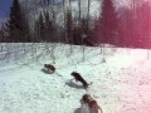 VIND CINI JAGD TERRIER SI COPOI ARDELENESC  FOARTE BUNI LA VANAT MARE MISTRET SI URS