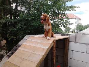 Ofer mascul Cocker englezesc pentru imperechere