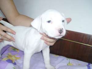 Vand pui Dog argentinian