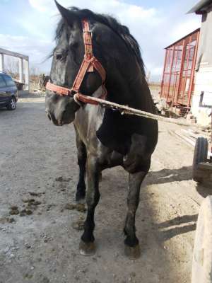 de vanzare