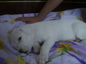 Vand pui Dog argentinian