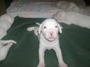 Vand pui Dog argentinian