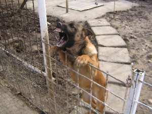 Disponibili pui si adulti Malinois, caracter de exceptie.