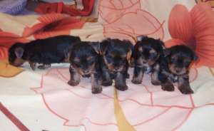 Yorkshire Terrier Mini - masculi si femele- 7 saptamani