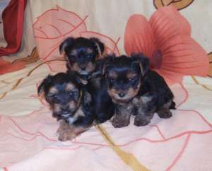 Yorkshire Terrier Mini - masculi si femele- 7 saptamani