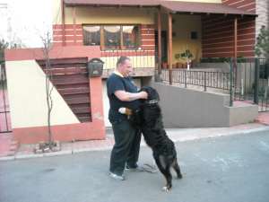 UN CATEL EDUCAT=UN STAPIN RELAXAT