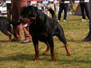 Vad pui Rottweiler,  cu pedigree si microcip.