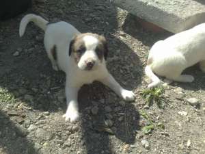 V�nd catei boxer