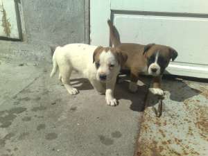 V�nd catei boxer