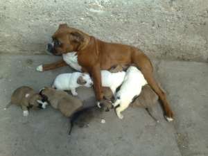 V�nd catei boxer