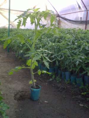 vand rasad legume
