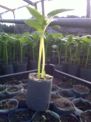 vand rasad legume