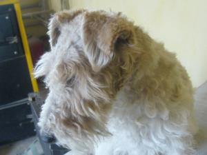 VAND FOX TERRIER