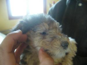 VAND FOX TERRIER