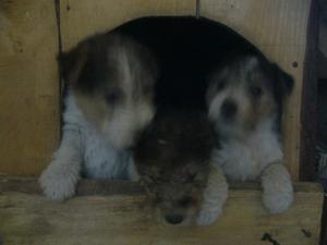 catei fox terrier