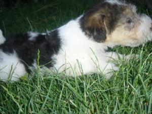 catei fox terrier