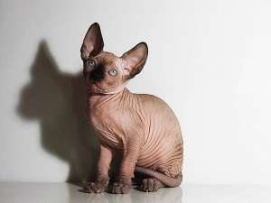 Cattery offer Sphynx kittens