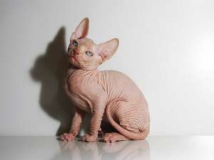 Cattery offer Sphynx kittens