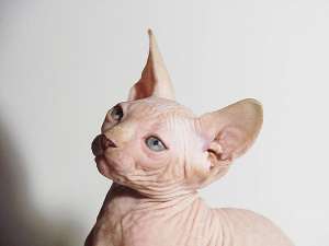 Cattery offer Sphynx kittens