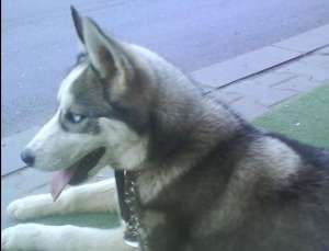 vand pereche husky