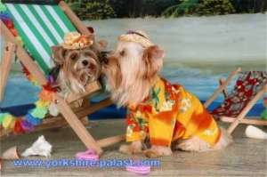 Vand catei yorkshire terrier-yorkie