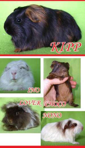 Vand porcusori de guineea cu pedigree