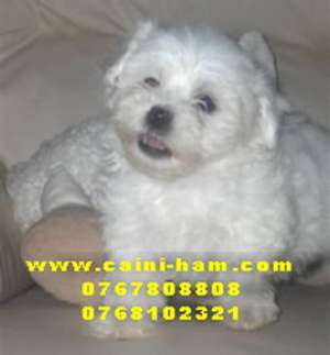 Canisa,  vindem Bichon maltese,  frisee si bolognese