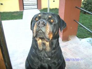 Vand pui rottweiler