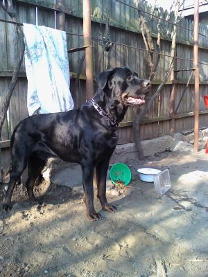 Vand pui rottweiler
