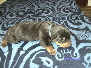 Vand pui rottweiler