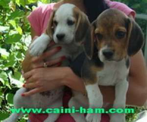 Vindem pui Beagle